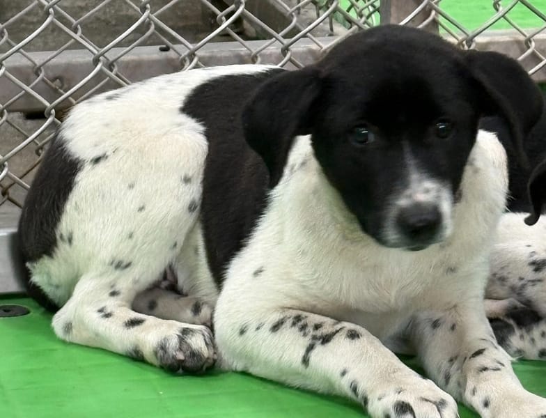 【待認養】混種犬 狗 (女生) - 臺東縣動物收容中心