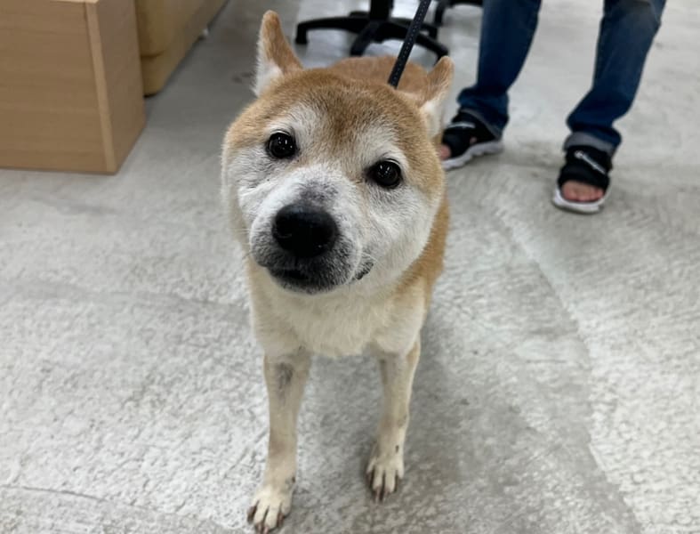 【待認養】柴犬 狗 (男生) - 臺北市動物之家