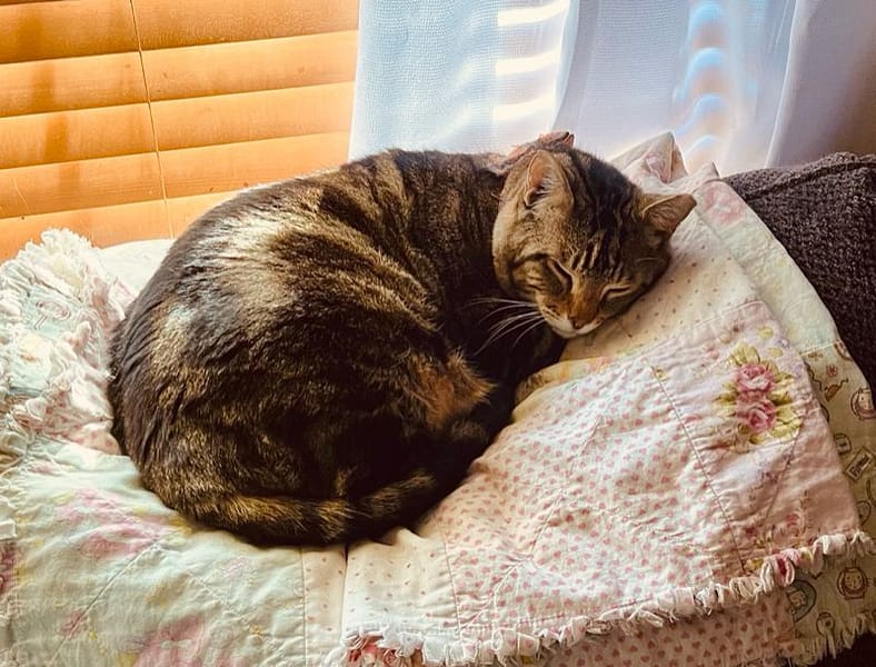 捲捲毛寵物沙龍