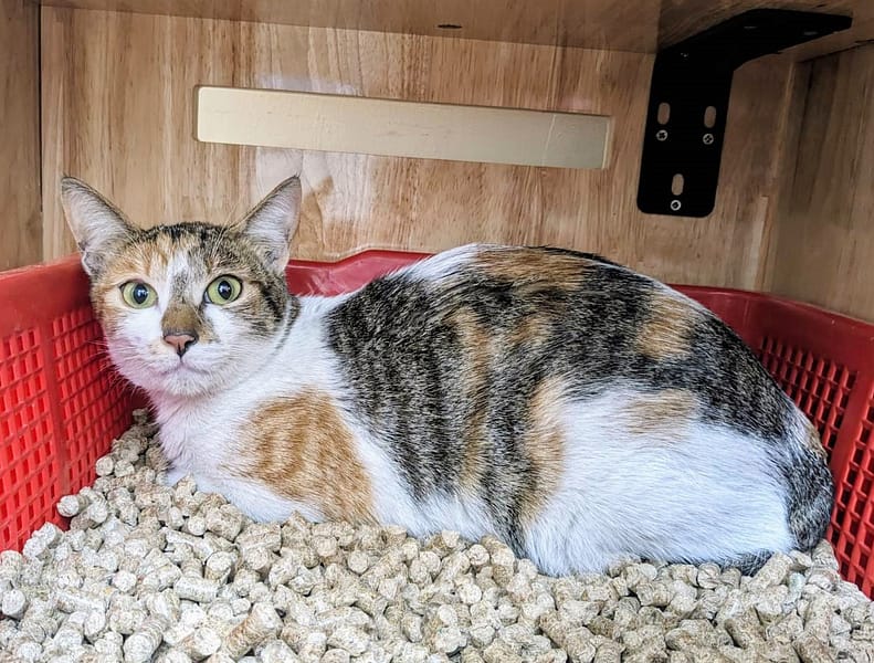 【待認養】混種貓 貓 (女生) - 新竹縣動物保護教育園區