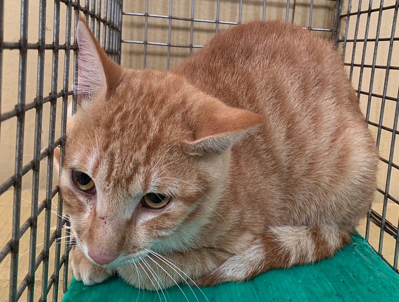 【待認養】混種貓 貓 (男生) - 臺北市動物之家