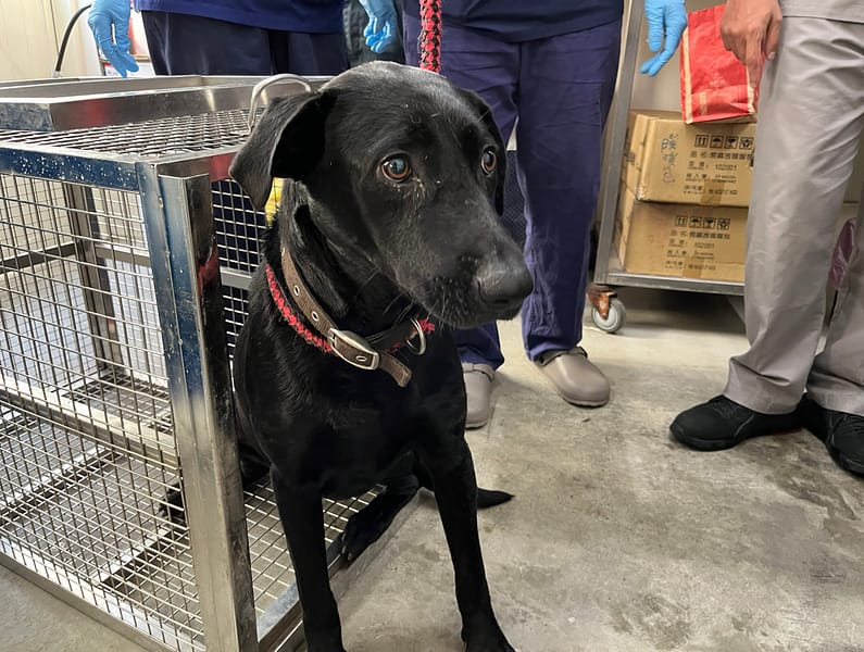 【待認養】混種犬 狗 (男生) - 臺北市動物之家