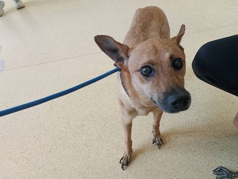 【待認養】混種犬 狗 (女生) - 新竹市動物保護教育園區