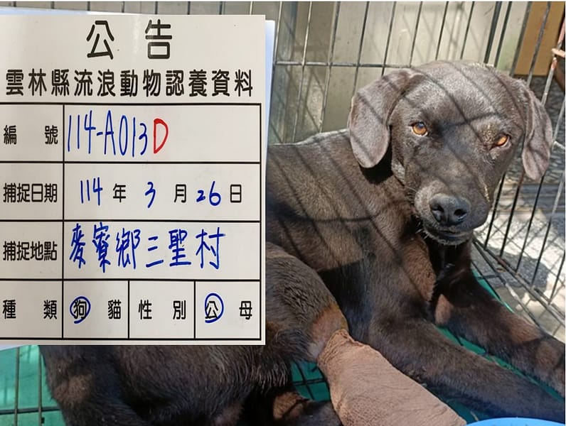 【待認養】混種犬 狗 (男生) - 雲林縣流浪動物收容所