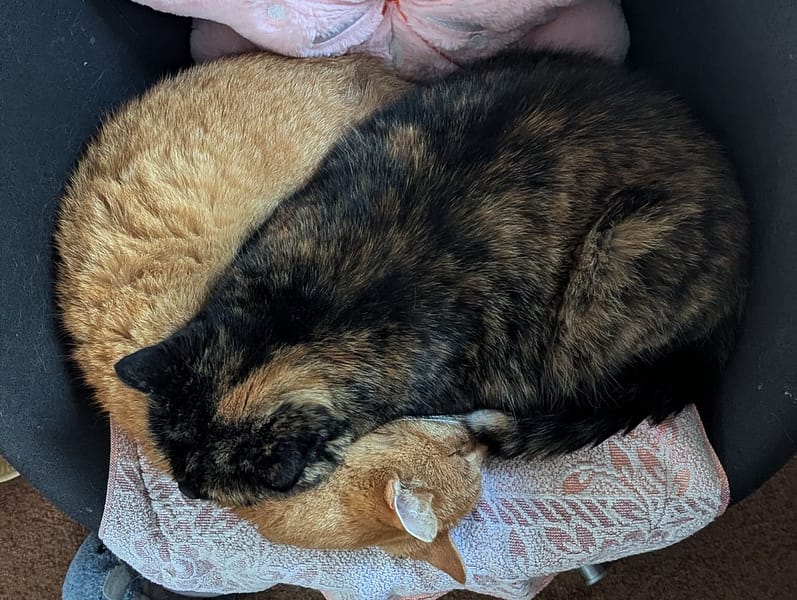 奧迪奧寵物生活旅宿