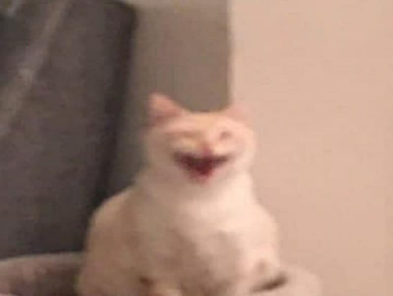 帥憨寶幼犬寵物店