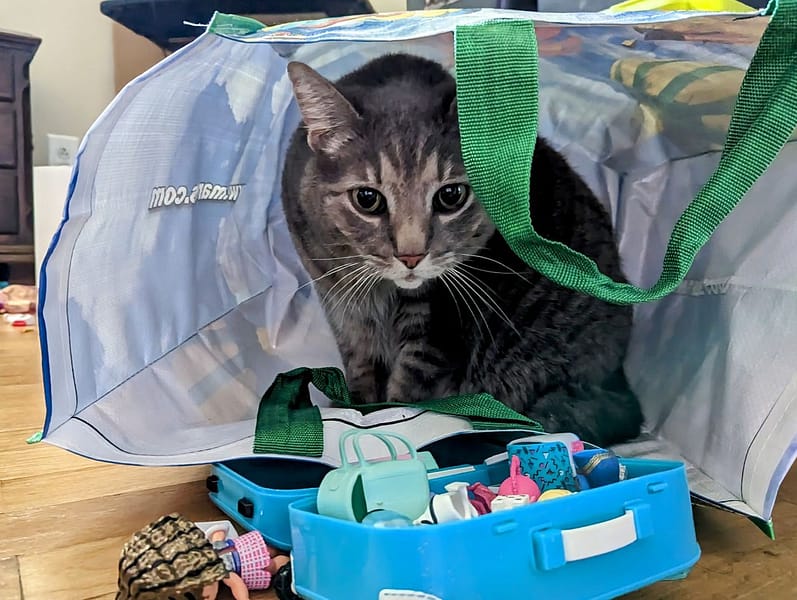 艾蓓貝寵物美容旅館