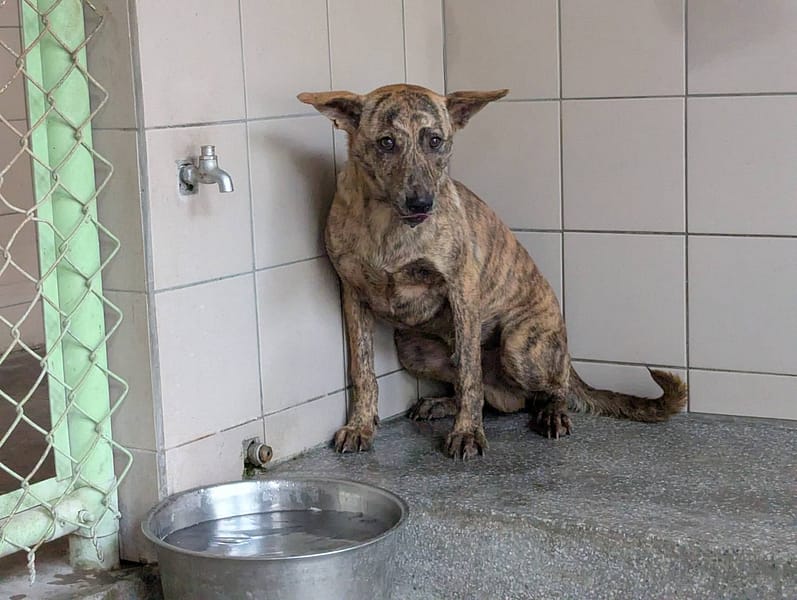 【待認養】混種犬 狗 (男生) - 高雄市燕巢動物保護關愛園區