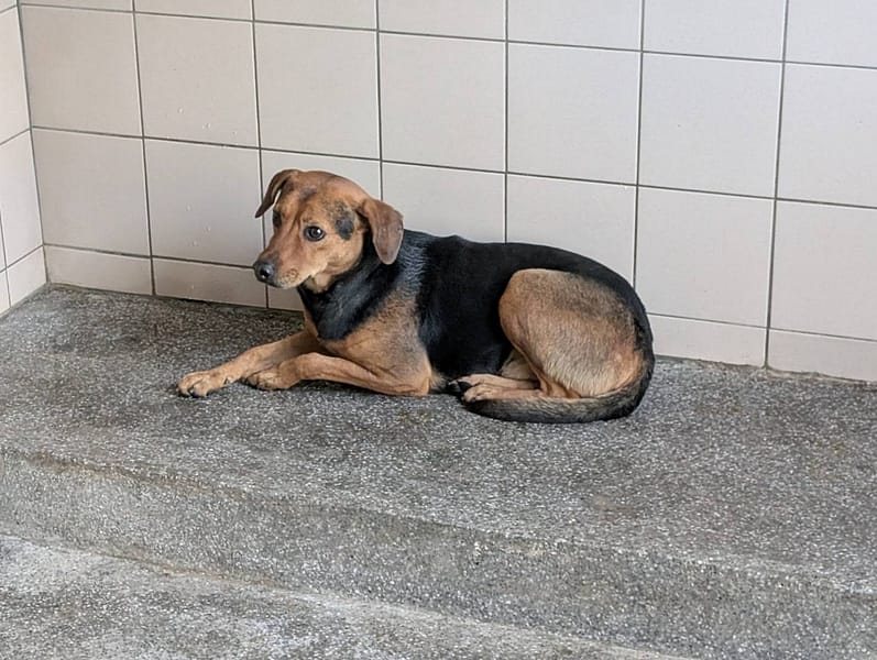 【待認養】混種犬 狗 (男生) - 高雄市燕巢動物保護關愛園區