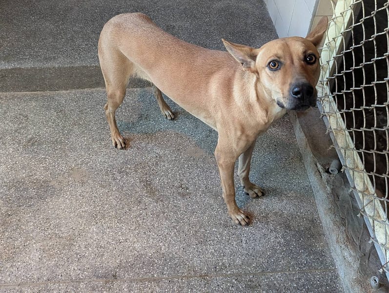 【待認養】混種犬 狗 (男生) - 高雄市燕巢動物保護關愛園區