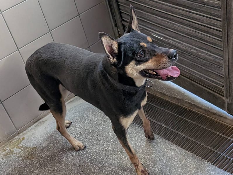 【待認養】混種犬 狗 (男生) - 高雄市燕巢動物保護關愛園區