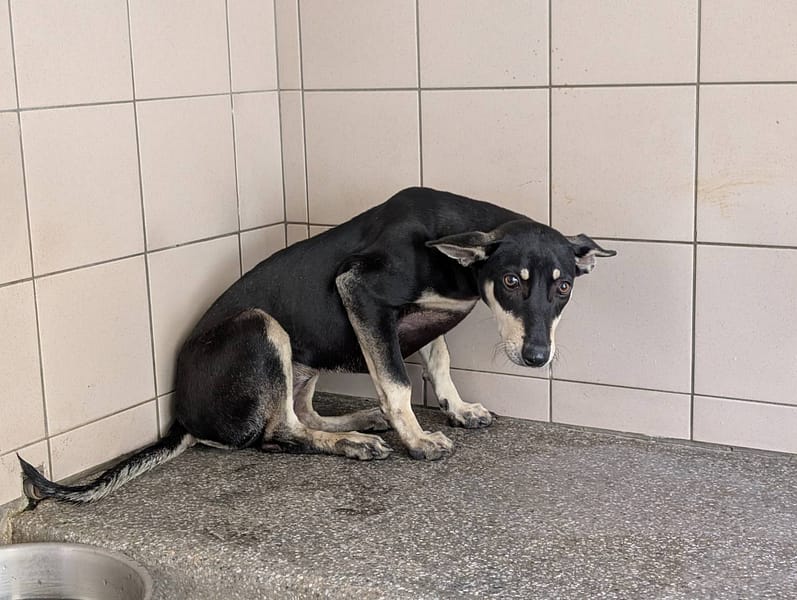 【待認養】混種犬 狗 (女生) - 高雄市燕巢動物保護關愛園區