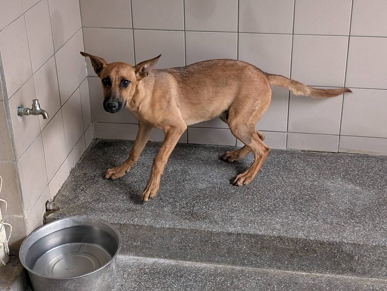 【待認養】混種犬 狗 (男生) - 高雄市燕巢動物保護關愛園區