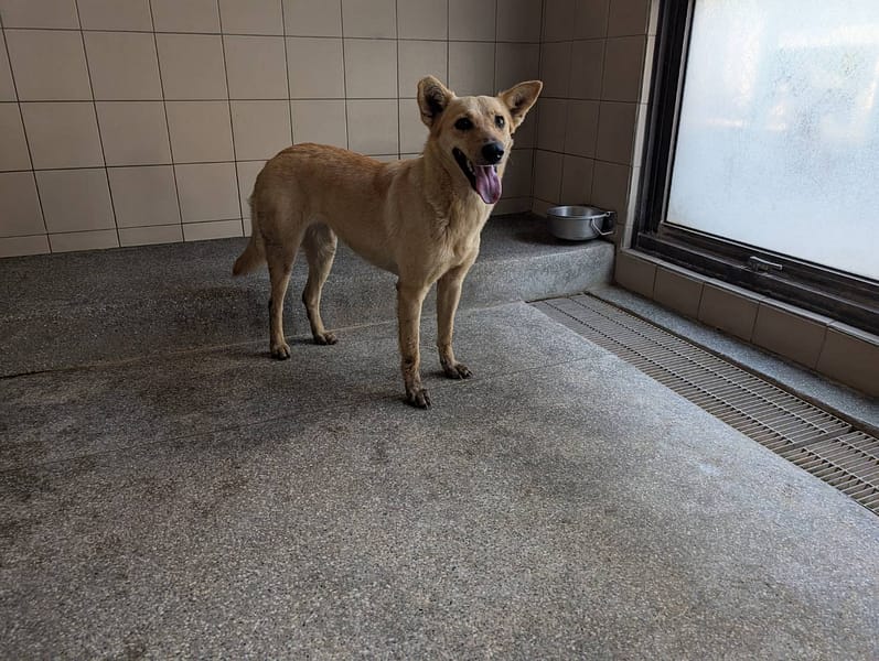 【待認養】混種犬 狗 (女生) - 高雄市燕巢動物保護關愛園區