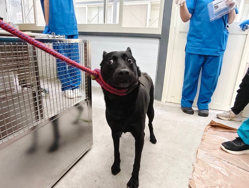 【待認養】混種犬 狗 (女生) - 臺北市動物之家