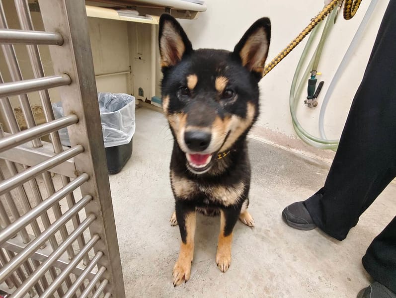 【待認養】混種犬 狗 (男生) - 臺北市動物之家