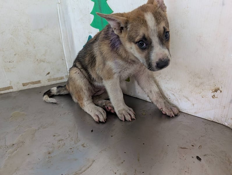 【待認養】混種犬 狗 (女生) - 高雄市燕巢動物保護關愛園區