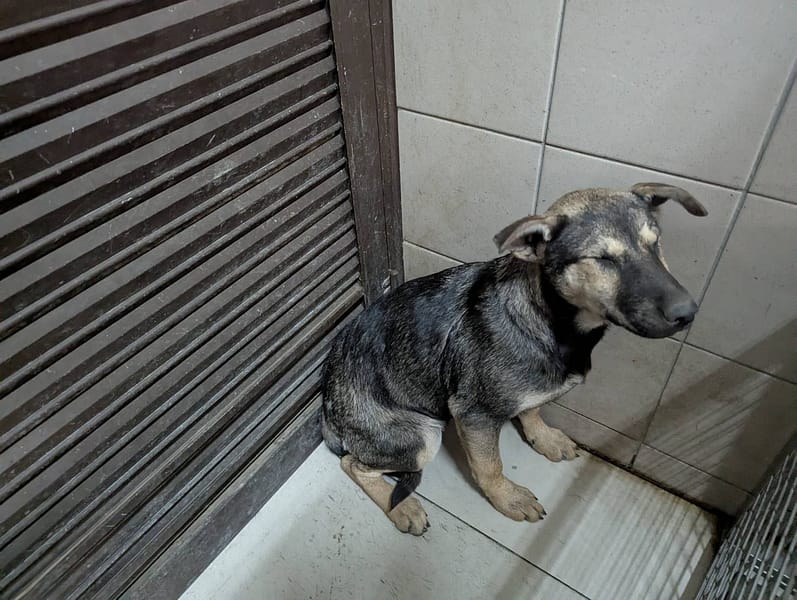 【待認養】混種犬 狗 (女生) - 高雄市燕巢動物保護關愛園區