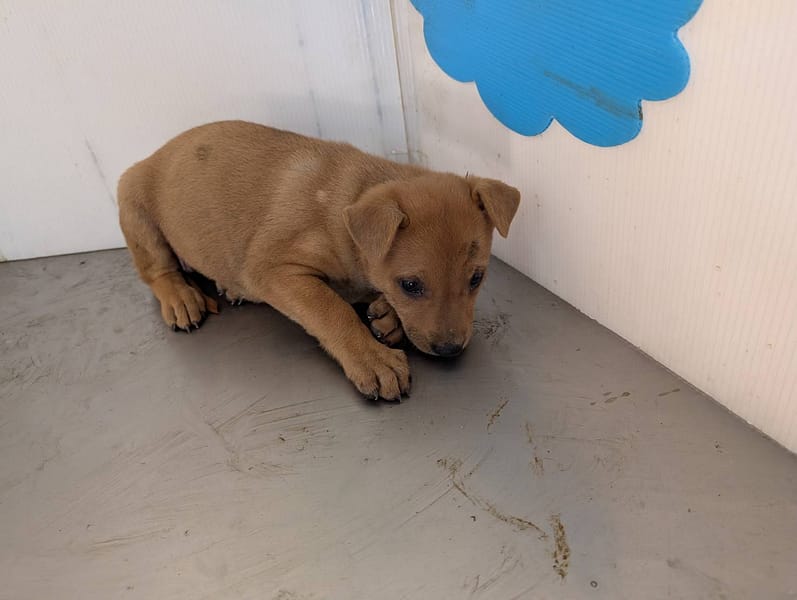 【待認養】混種犬 狗 (女生) - 高雄市燕巢動物保護關愛園區