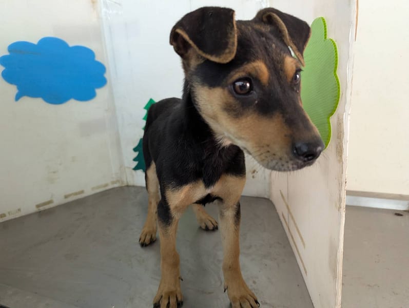 【待認養】混種犬 狗 (女生) - 高雄市燕巢動物保護關愛園區