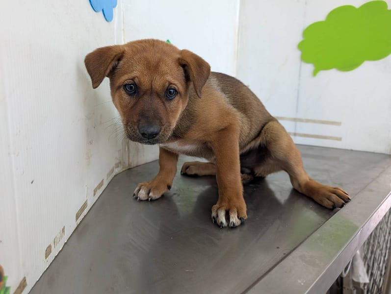 【待認養】混種犬 狗 (女生) - 高雄市燕巢動物保護關愛園區