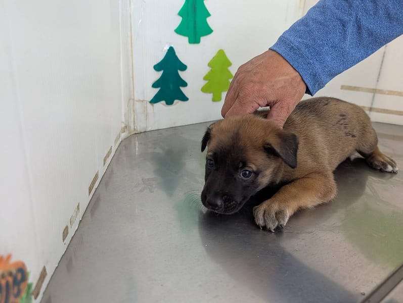 【待認養】混種犬 狗 (男生) - 高雄市燕巢動物保護關愛園區