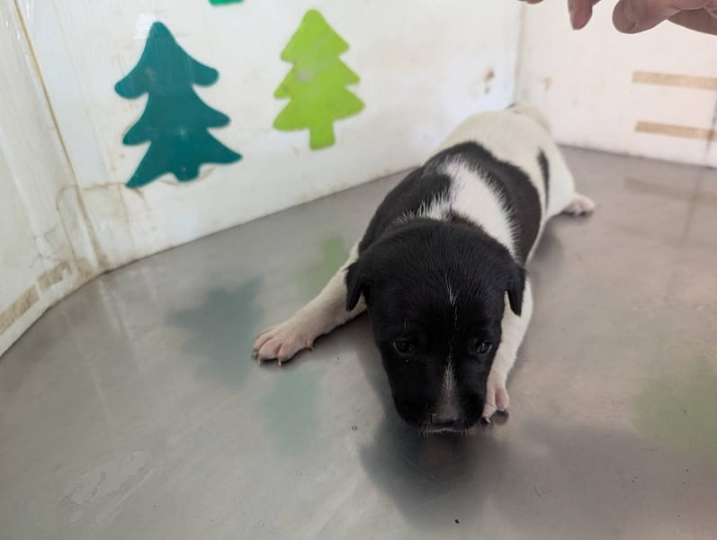 【待認養】混種犬 狗 (女生) - 高雄市燕巢動物保護關愛園區