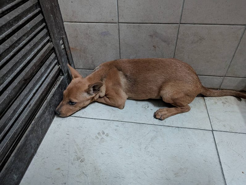 【待認養】混種犬 狗 (女生) - 高雄市燕巢動物保護關愛園區