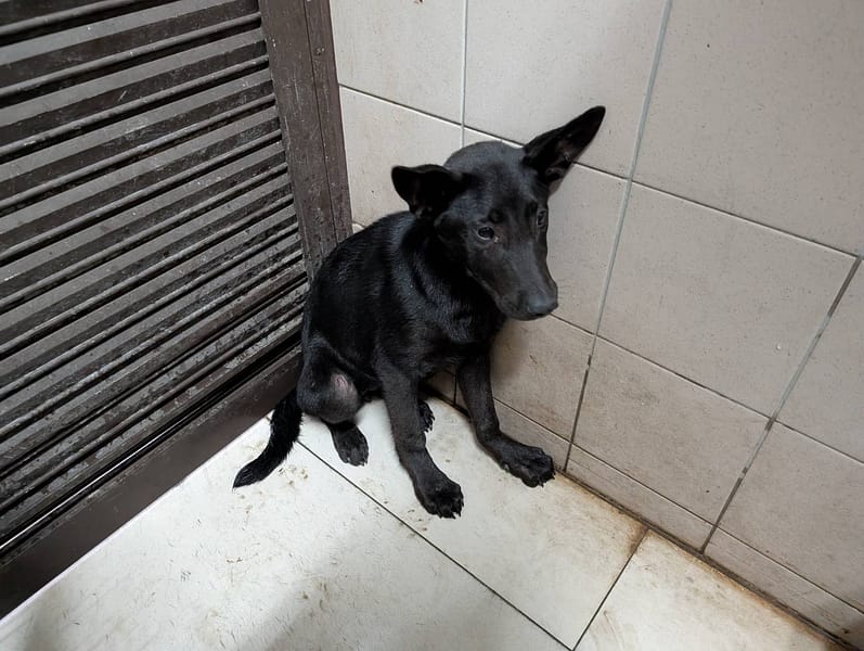 【待認養】混種犬 狗 (女生) - 高雄市燕巢動物保護關愛園區