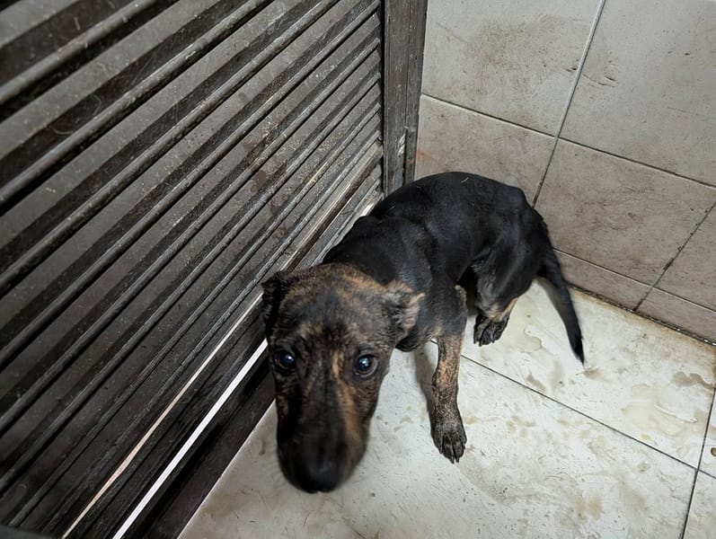 【待認養】混種犬 狗 (女生) - 高雄市燕巢動物保護關愛園區