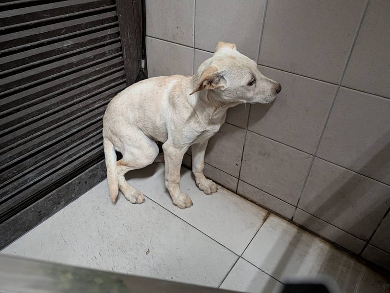 【待認養】混種犬 狗 (男生) - 高雄市燕巢動物保護關愛園區