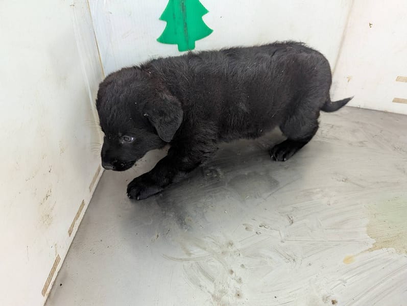 【待認養】混種犬 狗 (女生) - 高雄市燕巢動物保護關愛園區