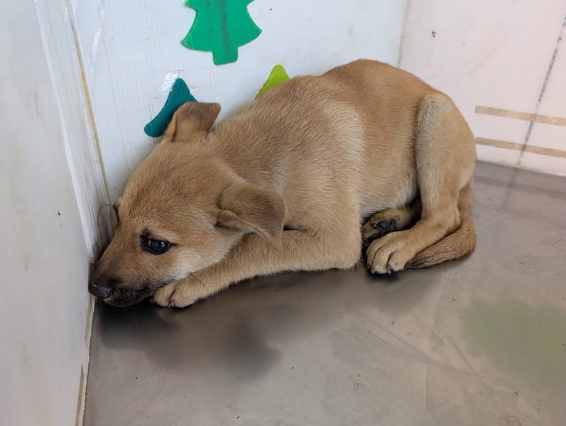 【待認養】混種犬 狗 (女生) - 高雄市燕巢動物保護關愛園區