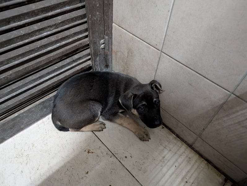 【待認養】混種犬 狗 (男生) - 高雄市燕巢動物保護關愛園區