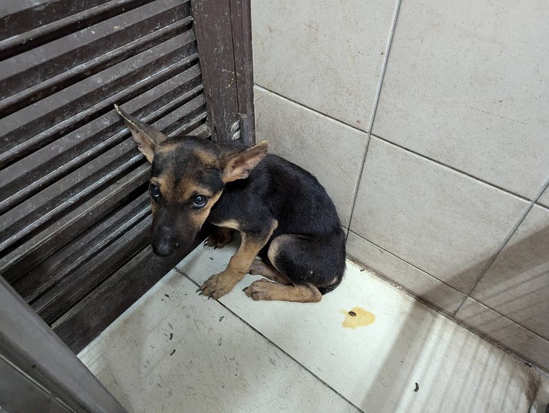 【待認養】混種犬 狗 (男生) - 高雄市燕巢動物保護關愛園區