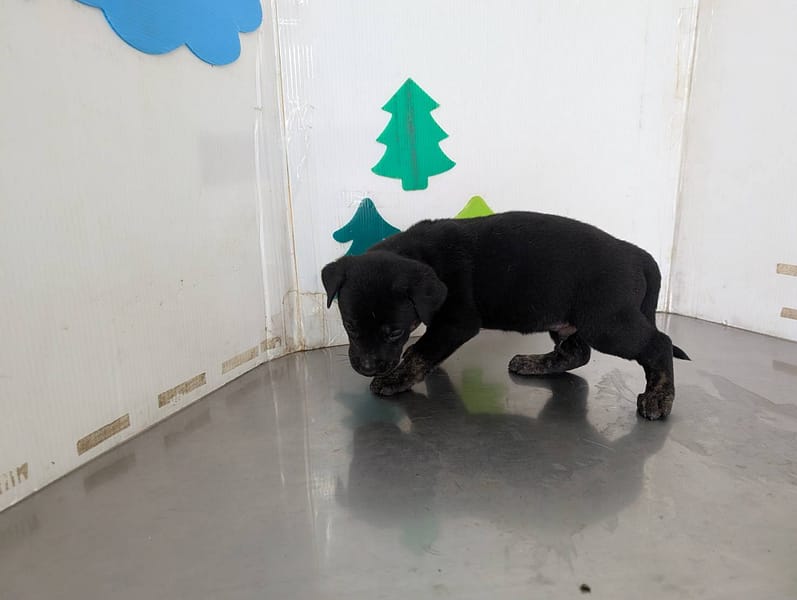 【待認養】混種犬 狗 (男生) - 高雄市燕巢動物保護關愛園區