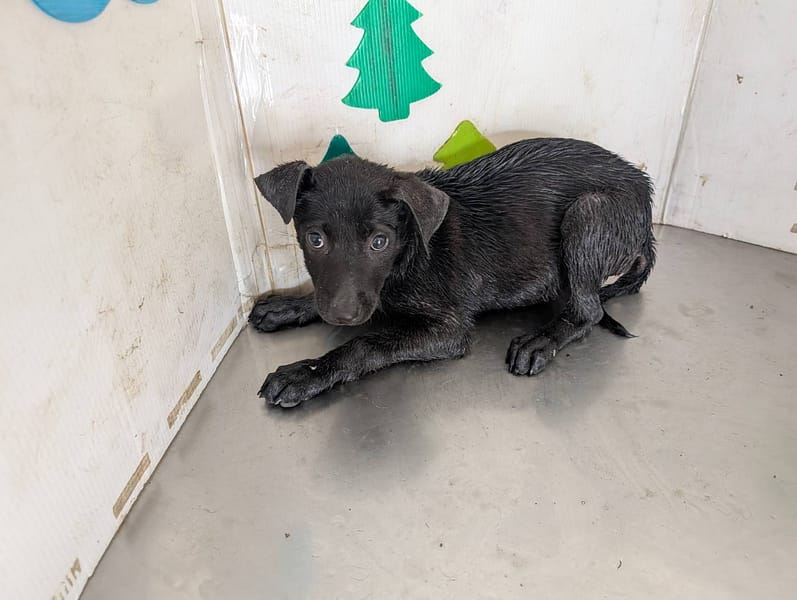 【待認養】混種犬 狗 (男生) - 高雄市燕巢動物保護關愛園區