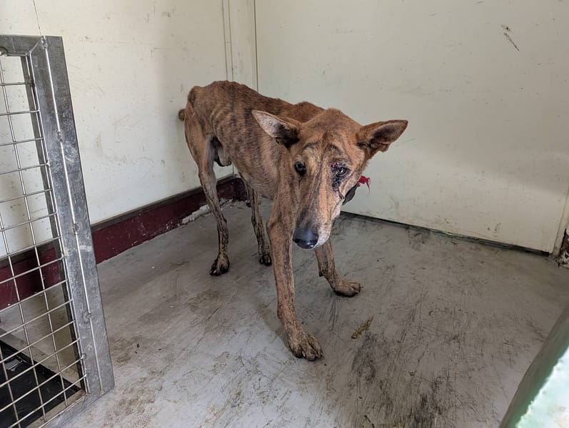 【待認養】混種犬 狗 (男生) - 高雄市燕巢動物保護關愛園區