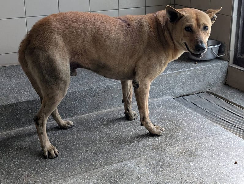 【待認養】混種犬 狗 (男生) - 高雄市燕巢動物保護關愛園區