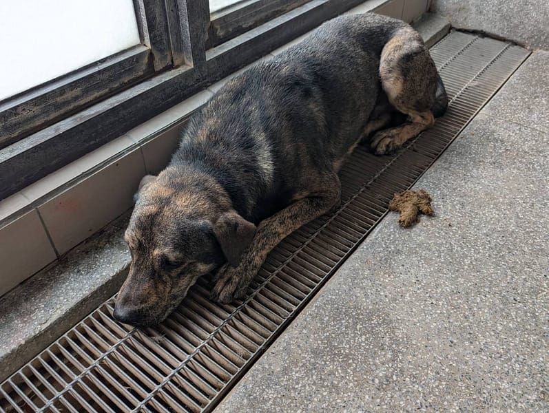 【待認養】混種犬 狗 (男生) - 高雄市燕巢動物保護關愛園區