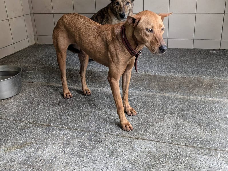 【待認養】混種犬 狗 (女生) - 高雄市燕巢動物保護關愛園區