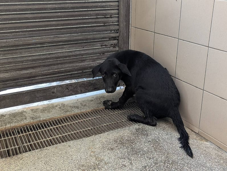 【待認養】混種犬 狗 (男生) - 高雄市燕巢動物保護關愛園區