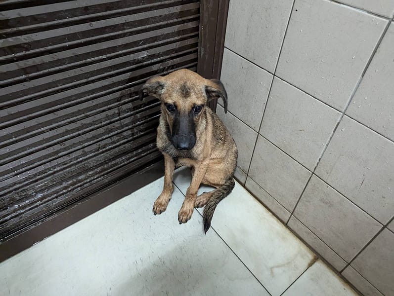 【待認養】混種犬 狗 (男生) - 高雄市燕巢動物保護關愛園區