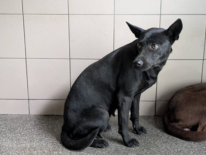 【待認養】混種犬 狗 (女生) - 高雄市燕巢動物保護關愛園區