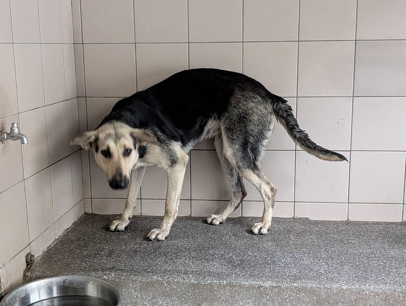 【待認養】混種犬 狗 (女生) - 高雄市燕巢動物保護關愛園區