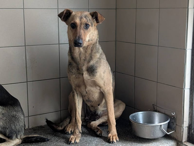 【待認養】混種犬 狗 (女生) - 高雄市燕巢動物保護關愛園區