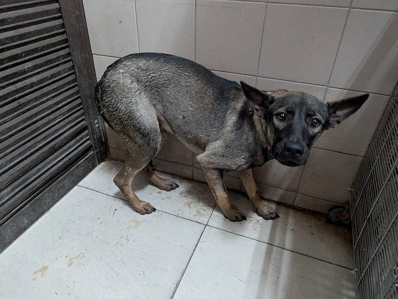 【待認養】混種犬 狗 (女生) - 高雄市燕巢動物保護關愛園區