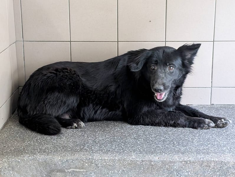 【待認養】混種犬 狗 (女生) - 高雄市燕巢動物保護關愛園區