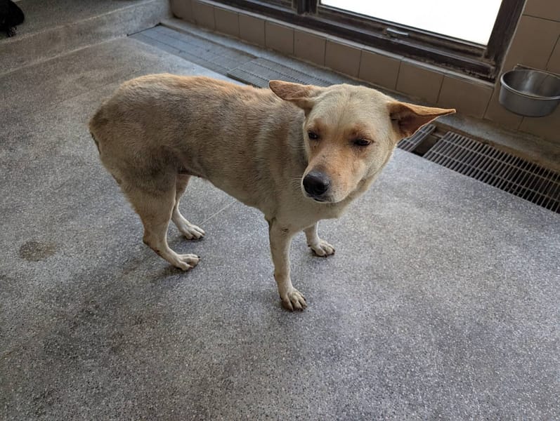 【待認養】混種犬 狗 (女生) - 高雄市燕巢動物保護關愛園區