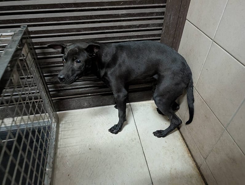 【待認養】混種犬 狗 (女生) - 高雄市燕巢動物保護關愛園區